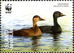 Common Scoter (Melanitta nigra)